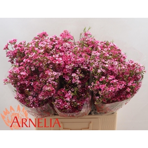 Chamelaucium 'Happy Days'