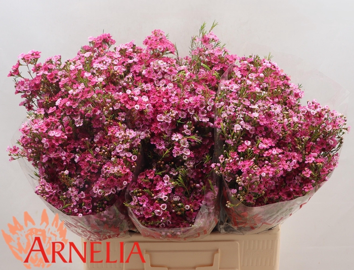 <h4>Chamelaucium 'Happy Days'</h4>