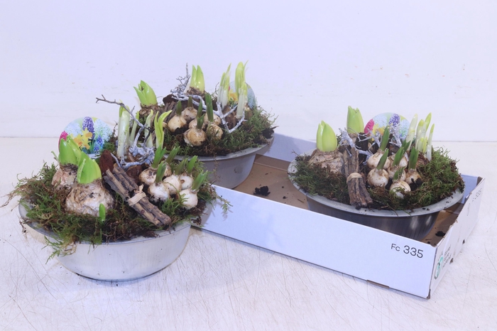 <h4>ARR BOL KNOLGEWAS</h4>