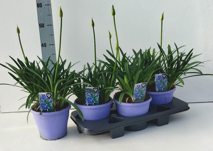 <h4>AGAPA CRYSTAL LINE</h4>