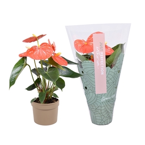 Anthurium Orange Champion ''Just perfection®'' (XL-Flowers)