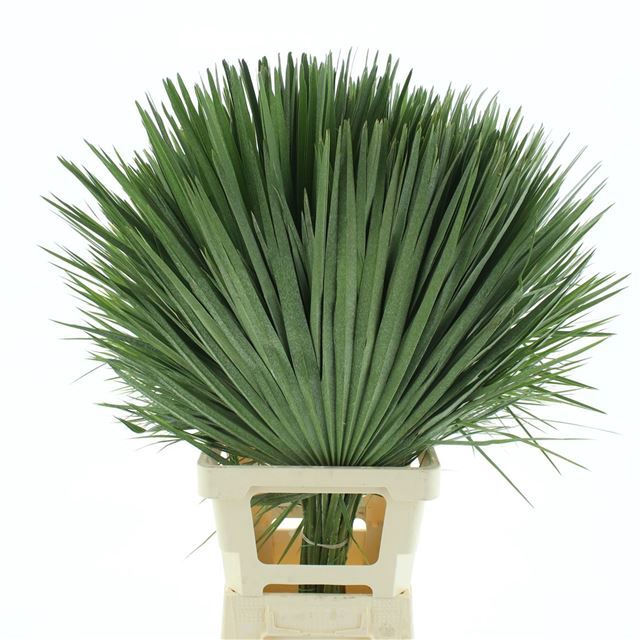 <h4>CHAMAEROPS SP BLAD</h4>