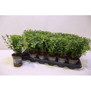arr8 Buxu Sempervirens