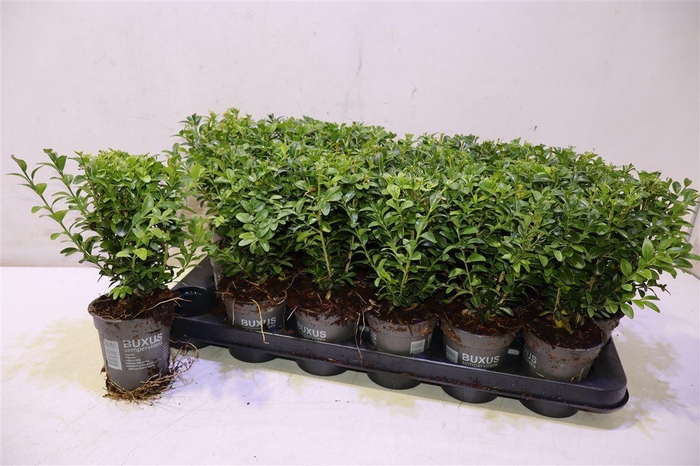 <h4>arr8 Buxu Sempervirens</h4>