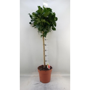 Hibiscus rosa-sin. 'Sunny Cancun'