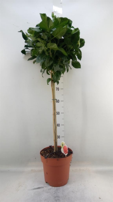 <h4>Hibiscus rosa-sin. 'Sunny Cancun'</h4>