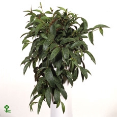 12 cm pot - Aeschynanthus Marmoratus