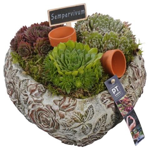 <h4>PTS7462 Arrangement Sempervivum in beton hart</h4>