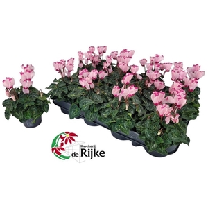 Cyclamen P7 Victoria Rose