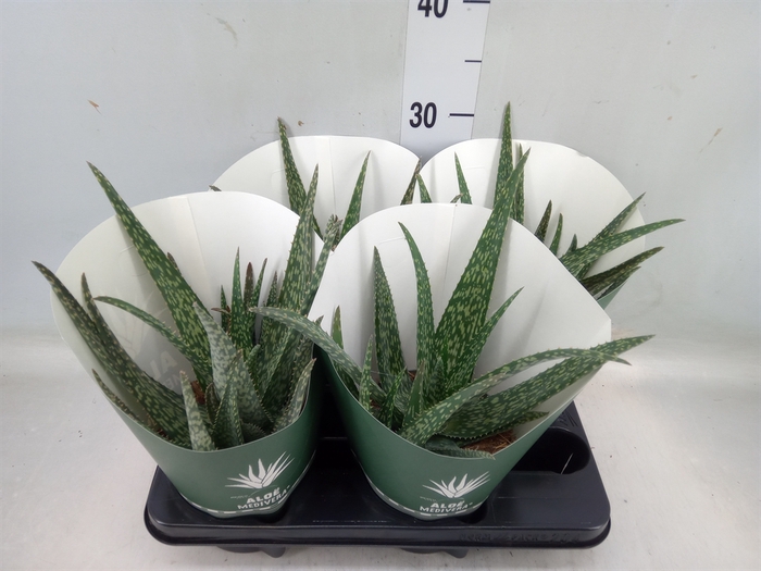 <h4>Aloe  'Meridiaan'</h4>