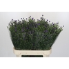 Aster Casamare