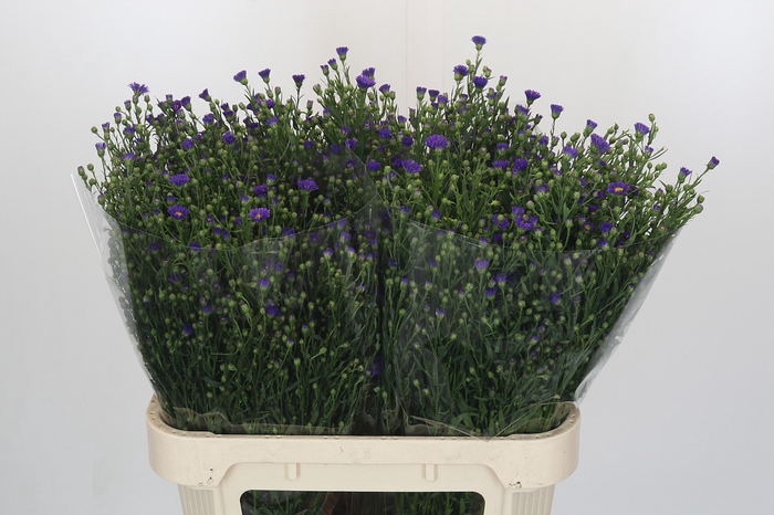 <h4>Aster Casamare</h4>