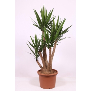 Yucca