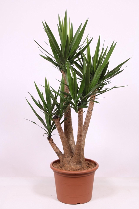 <h4>Yucca</h4>