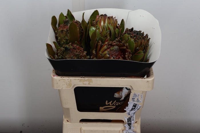 <h4>PROTEA PER BOS</h4>