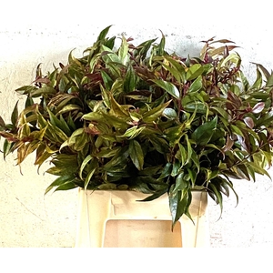 Leucothoe Font Rainb