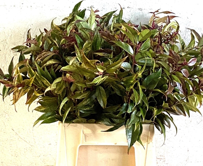 <h4>Leucothoe Font Rainb 45 Cm</h4>