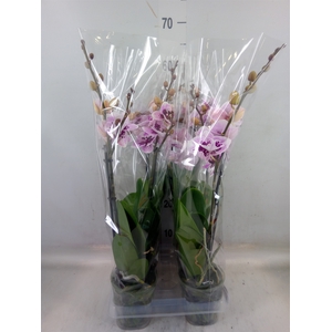 Phalaenopsis  'Hot Lip'
