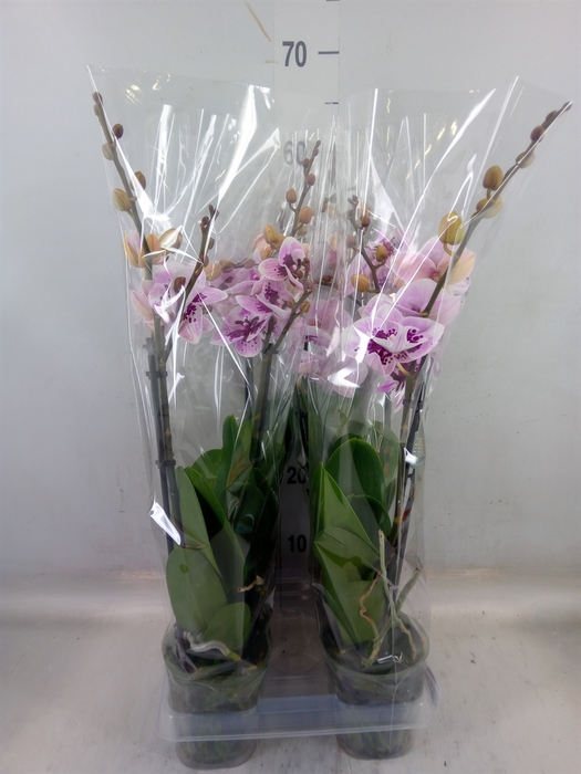 <h4>Phalaenopsis  'Hot Lip'</h4>