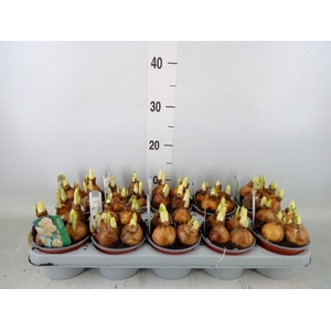 Narcissus DU 'Bridal Crown'