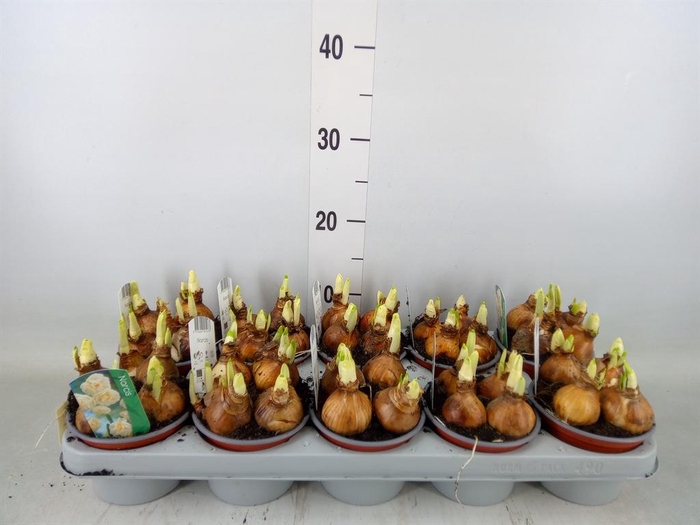 <h4>Narcissus DU 'Bridal Crown'</h4>