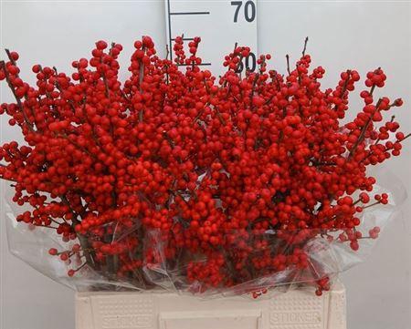 <h4>Ilex Ve Rode Bes</h4>