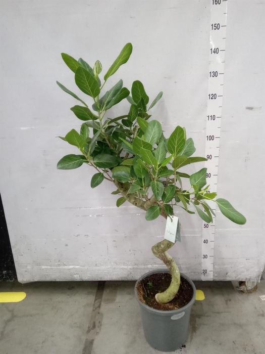<h4>Ficus benghalensis 'Audrey'</h4>