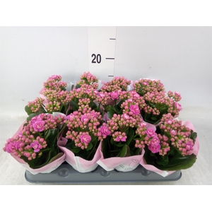 Kalanchoe   ...mini