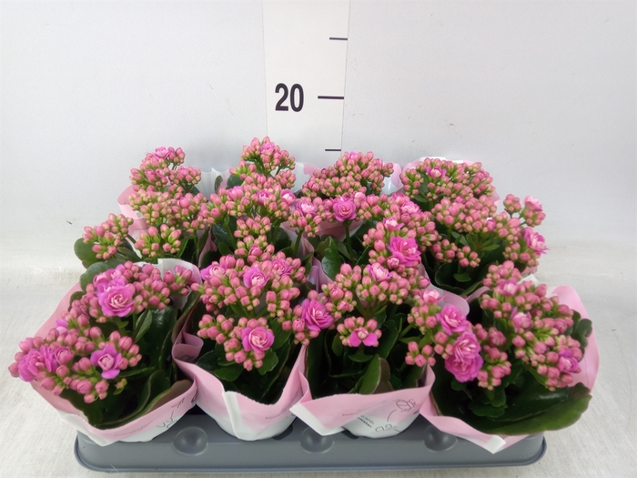 <h4>Kalanchoe   ...mini</h4>