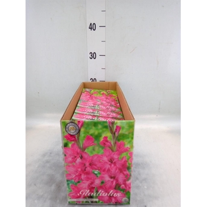 Flowerbulbs, corns or tubers   ...