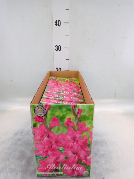 <h4>Flowerbulbs, corns or tubers   ...</h4>