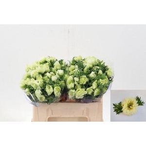 Anemone Fullstar Pure White