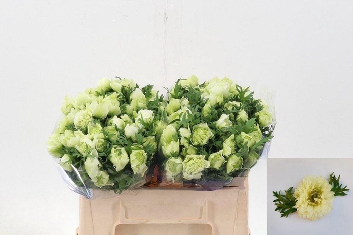 Anemone Fullstar Pure White