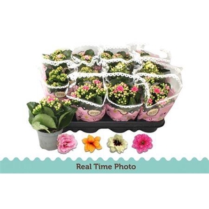 Kal Ge Gem Tweekl Bl