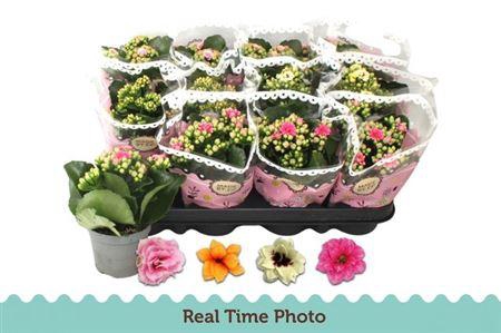 <h4>Kal Ge Gem Tweekl Bl</h4>