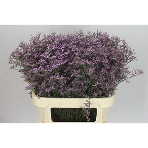 Lim. Saf Lilac