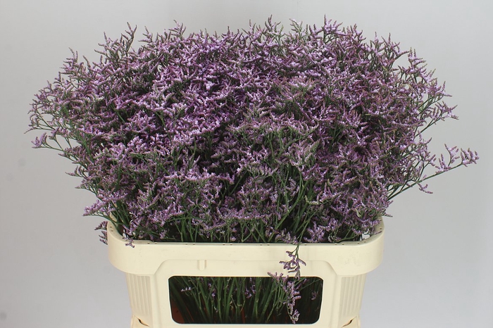<h4>Lim. Saf Lilac</h4>