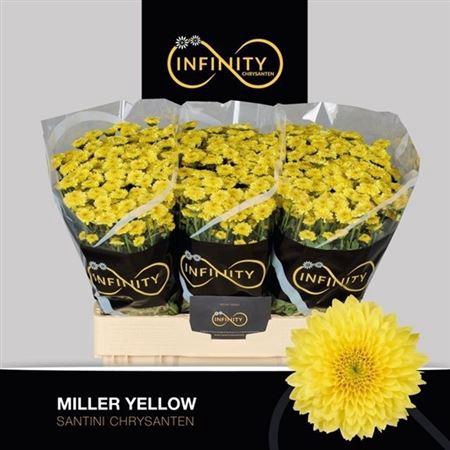<h4>Chr S Miller Yellow ''new''</h4>
