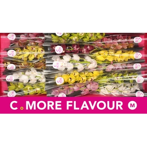 Mini cymbidium 'Mix' 50 cm