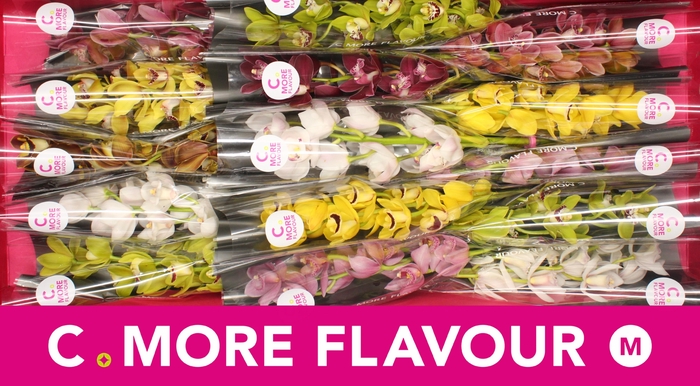 <h4>Mini cymbidium 'Mix' 50 cm</h4>