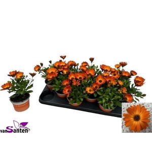 .Osteospermum margarita orange flare