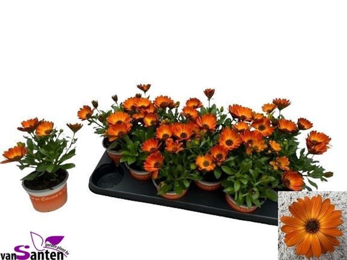 <h4>.Osteospermum margarita orange flare</h4>
