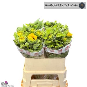 HELI VINCENTS CHOICE