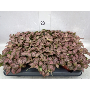 Fittonia verschaf. 'Pink Star'