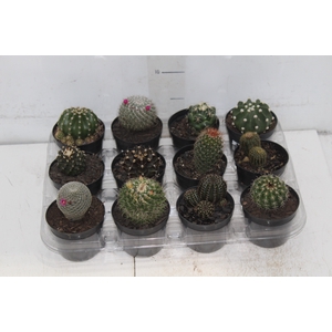 CACTUS RAIZ PROPRIA P09