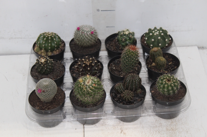 <h4>CACTUS RAIZ PROPRIA P09</h4>