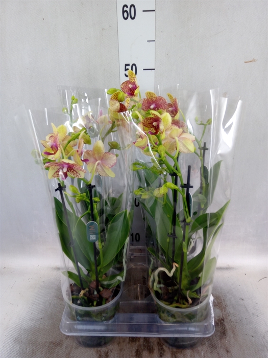 <h4>Phalaenopsis multi. 'Ant Grossetto'</h4>