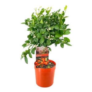 Citrus calamondin