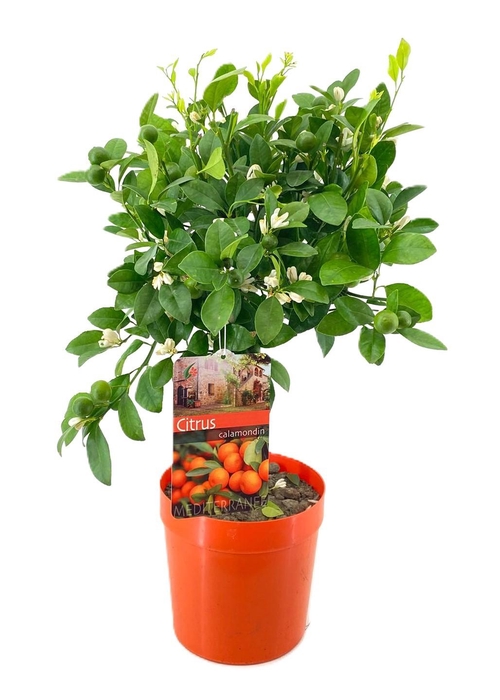 <h4>Citrus calamondin</h4>