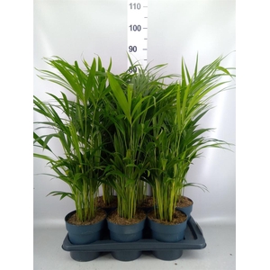 Dypsis lutescens   ...Chrysalidoca
